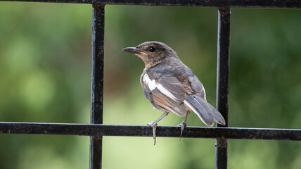 Juvenile oriental magpie robin perched on a fence in India