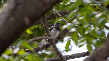 bird on a branch