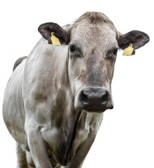 Cow on a white background. Isolated