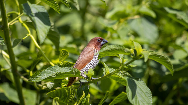 Scaly-breasted munia perched on a plant