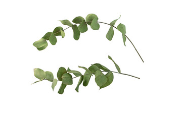 Two dry eucalypt branches isolated transparent png. Floristic home decor.