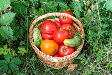 A full basket of tomatoes and cucumbers.Fresh harvest..eco food home gardening concept.