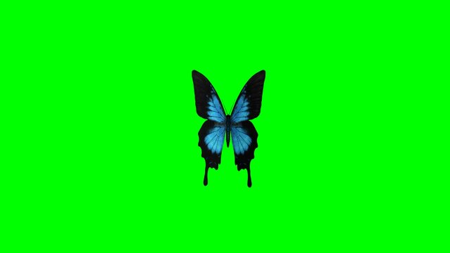 Fluttering Ulysses butterfly motion graphics with green screen background