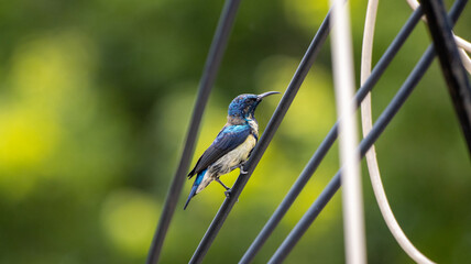 Purple sunbird in eclipse plumage