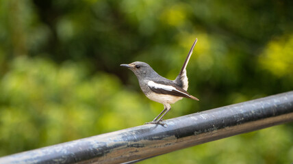 Oriental magpie robin perched on a fence