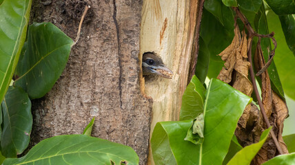 White-cheeked barbet building nest