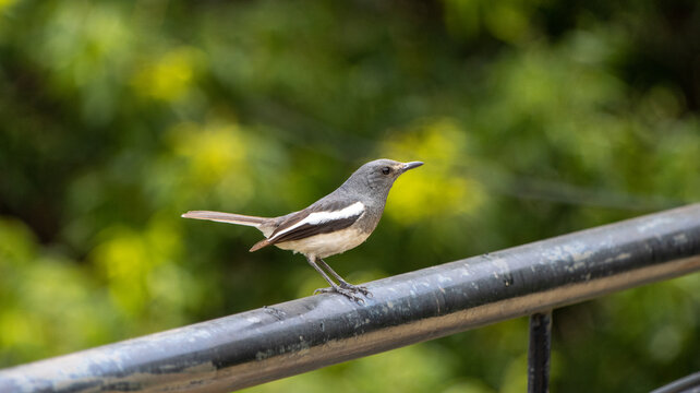 Female Oriental magpie robin bird perched on a fence