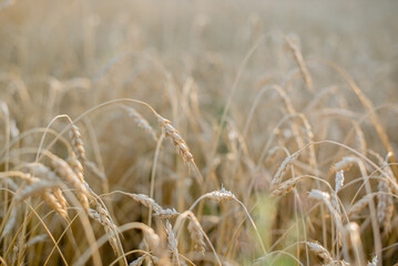 erysipelas spikelets in the field
