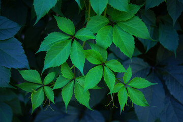 Young green shoots and leaves