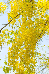Golden shower tree,yellow flower wreath Flowering during the dry season in Thailand, Laos, Southeast Asia.