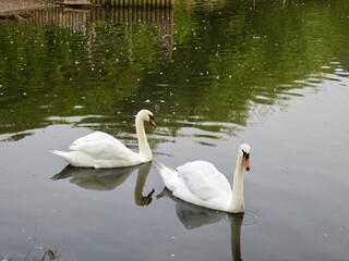 Two swans a swimming together
