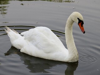 Fototapeta premium swan swim on the pool