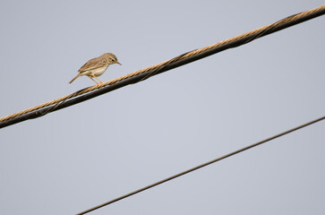 Berthelot's pipit Anthus berthelotii looking down on a electric cable. San Lorenzo. Las Palmas de Gran Canaria. Gran Canaria. Canary Islands. Spain.