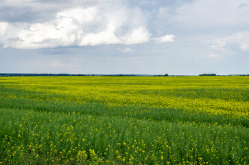A field of bright yellow rapeseed in the middle of summer. The rapeseed has grown and is finishing blooming.