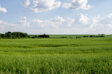 The rapeseed field is ripe. Green Rapeseed field.  