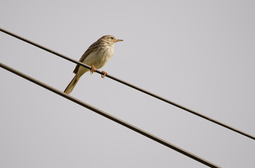 Berthelot's pipit Anthus berthelotii on a electric cable. San Lorenzo. Las Palmas de Gran Canaria. Gran Canaria. Canary Islands. Spain.