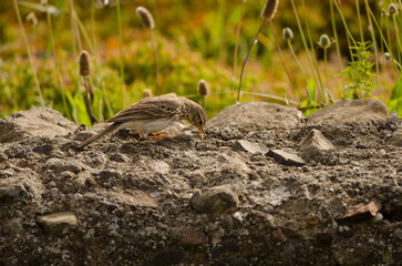 Berthelot's pipit Anthus berthelotii searching for food. San Lorenzo. Las Palmas de Gran Canaria. Gran Canaria. Canary Islands. Spain.