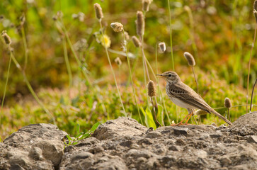Berthelot's pipit Anthus berthelotii calling. San Lorenzo. Las Palmas de Gran Canaria. Gran Canaria. Canary Islands. Spain.