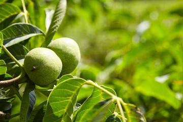 Walnut tree with walnut fruit in green pericarp