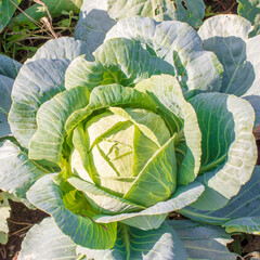Head of green fresh cabbage