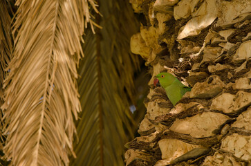 Female rose-ringed parakeet Psittacula krameri at the entrance of its nest in a Canary Island date palm. Gran Canaria. Canary Islands. Spain.