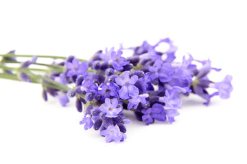 Lavender flowers closeup isolated on white