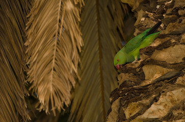 Female rose-ringed parakeet Psittacula krameri at the entrance of its nest in a Canary Island date palm. Gran Canaria. Canary Islands. Spain.