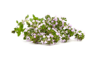 Thyme plant flowers isolated on white background. Thyme herbal tea