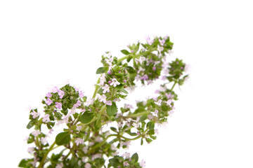 Thyme plant flowers isolated on white background. Thyme herbal tea
