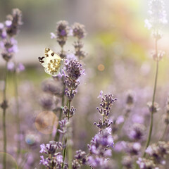 A delicate beautiful yellow butterfly sits on a lavender flower. Square crop, space for text