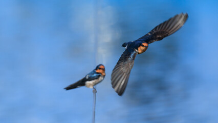 Pacific Swallow
