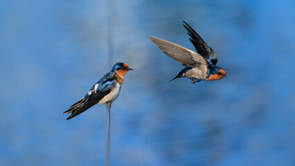 Pacific Swallow

