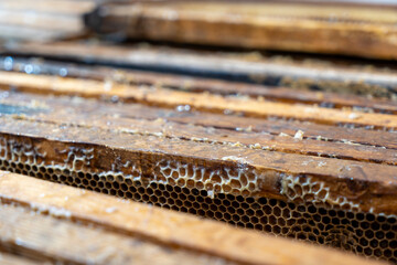 Organic Beehive, professional honey production