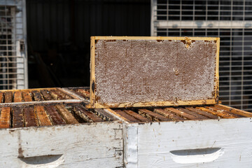 Organic Beehive, professional honey production