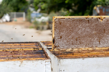 Organic Beehive, professional honey production