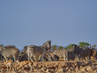 Fototapeta na wymiar Group of Plains Zebras with red Hartebeest at a water hole