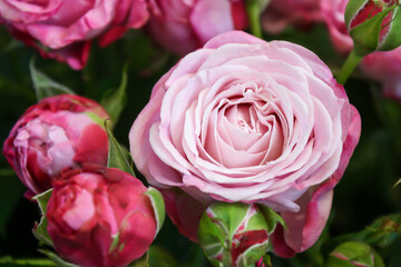close up of a pink rose