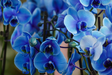 Delicate blue orchids