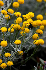 yellow flowers in the garden