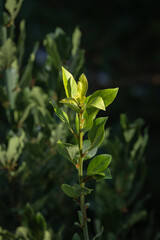 bay tree. laurel plant and leaves. daphne,