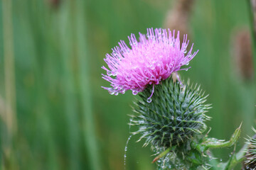 purple thistles with morning dew
