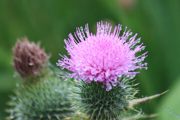 purple thistles with morning dew
