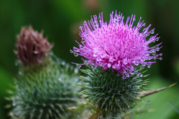 purple thistle bloom with morning dew