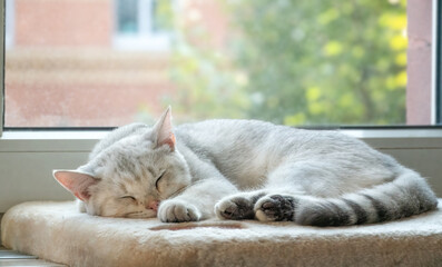 Schlafende junge Katze auf der Fensterbank - obrazy, fototapety, plakaty