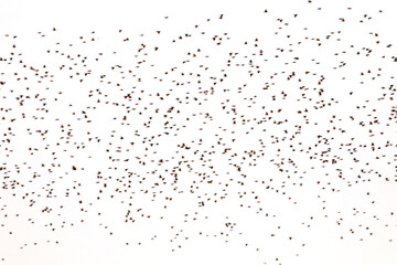 Large flock of birds on a white background.