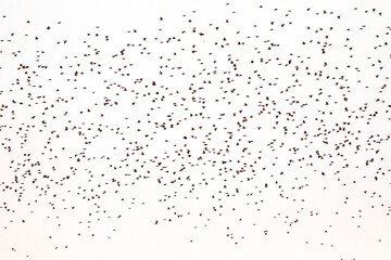 Large flock of birds on a white background.