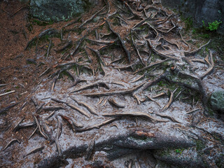 Roots of coniferous tree came to surface. Root system covered sand