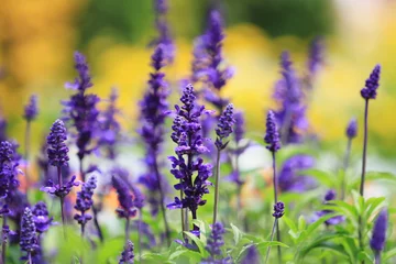 Foto op Canvas a Lavendel Lavandula angustifolia, Field of Lavender, Lavandula angustifolia, Lavandula officinalis © alan
