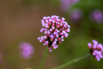 Close up photo of Verbena Flower and blurred background.