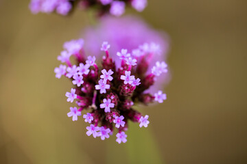 Fototapeta na wymiar Close up photo of Verbena Flower and blurred background.